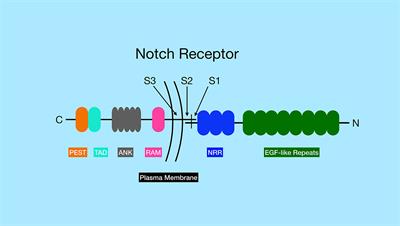 Notch Signaling in B Cell Immune Responses